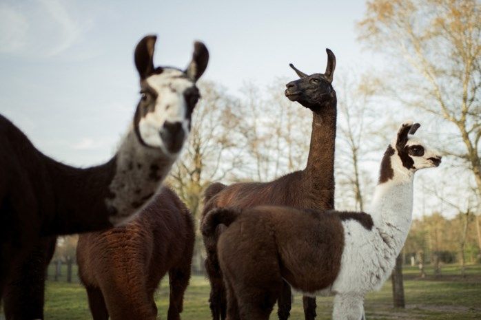 Ziegenfutter,Hirsche,Rehe,Lamas,Alpakas Futter in Rhauderfehn