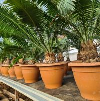Dioon spinulosum Mexikanischer Palmfarn in unters. Größen Bayern - Altfraunhofen Vorschau