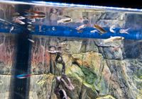 10 Guppys Mix Nachwuchs Fische Aquarium Schleswig-Holstein - Kaltenkirchen Vorschau