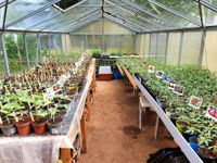 Bio Gemüse Jungpflanzen, Blumen und Kräuter Nordrhein-Westfalen - Euskirchen Vorschau
