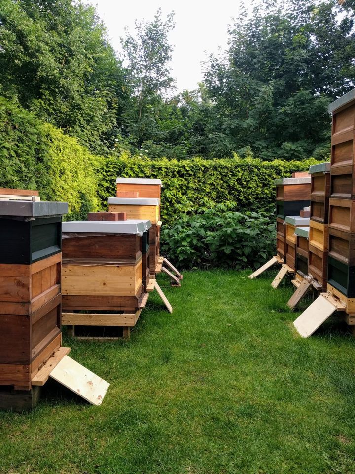 Bienenvölker Bienen Zander Ableger Königin in Ostbevern