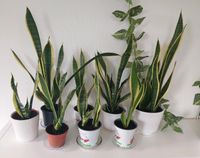 Bogenhanf (Sansevieria), Blumen, Zimmerpflanzen Niedersachsen - Ankum Vorschau