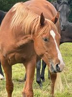 Rohdiamanten zu verkaufen (Quarter Horse) Hessen - Biebertal Vorschau