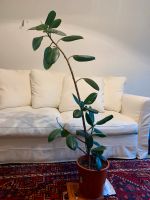 Ficus Elastica, Gummibaum Eimsbüttel - Hamburg Eimsbüttel (Stadtteil) Vorschau