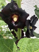 30 Samen Stockrose Alcea rosea Nigra dunkelrot bis schwarz Hessen - Trebur Vorschau