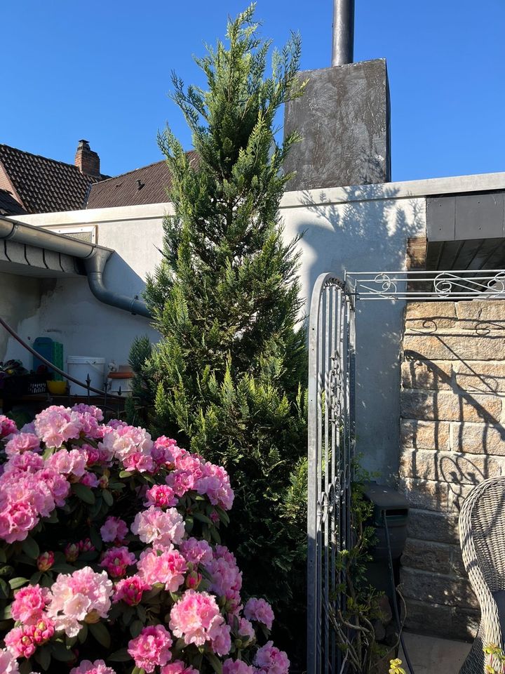 Schön gewachsener Wacholderbaum in Osterholz-Scharmbeck