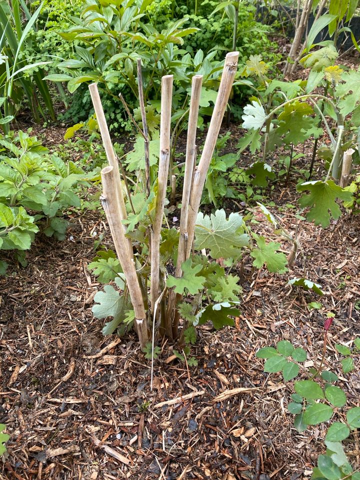 Federmohn, Sichtschutz, Solitär in Treplin