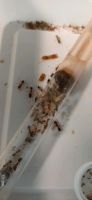 Camponotus cf. sp. maculatus subnudus Ameisen Rheinland-Pfalz - Bad Ems Vorschau