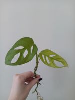 Ableger monstera adansonii Leipzig - Sellerhausen-Stünz Vorschau