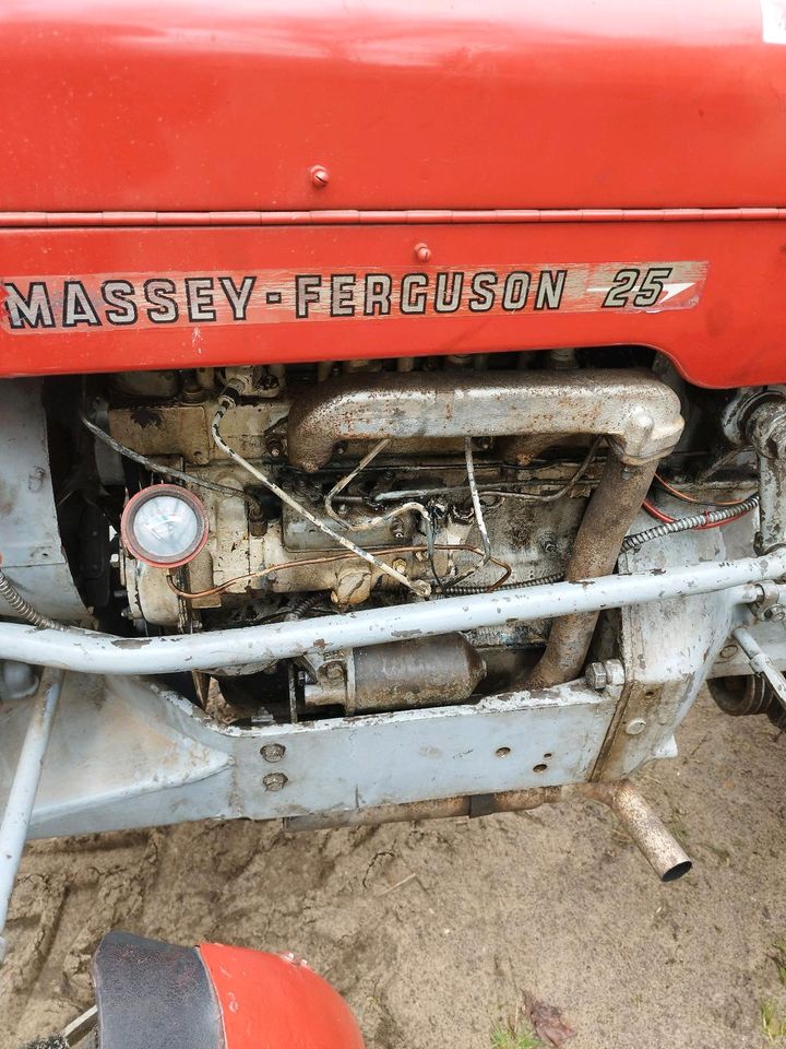 Massey Ferguson /MF25 in Zechlinerhütte
