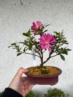 Bonsai Satsuki Azalee Shohin Hanabin Saarland - Neunkirchen Vorschau