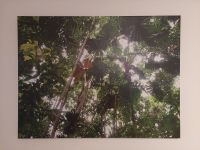 Dschungel Leinwand (Größe 60*80cm) - Motiv: Regenwald Australiens Bayern - Bad Wörishofen Vorschau