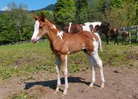 schicker Paint Horse Hengst Jährling Schecke Bayern - Missen-Wilhams Vorschau