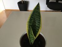 Zimmerpflanze Sansevieria  (Bogenhanf)  30cm Nordrhein-Westfalen - Mönchengladbach Vorschau