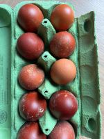 Marans Eier Hühner Hahn Hennen Nordrhein-Westfalen - Erndtebrück Vorschau