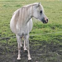 Beistellpferd/Weidebegleiter/Pony Nordfriesland - Bredstedt Vorschau