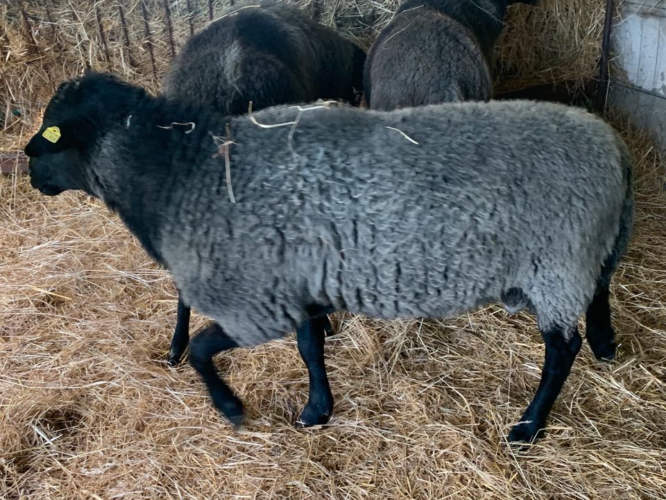 Böcke Bock Rauhwolliges Pommersches Landschaf Rauhwoller Pommern in Löwenberger Land