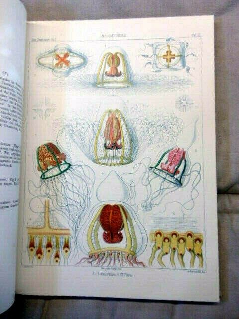 * Haeckel System der Medusen Text & Atlas *NEU Reprint der Ausgab in Radolfzell am Bodensee