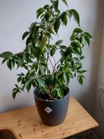 Ficus Benjamin ohne Übertopf Niedersachsen - Himbergen Vorschau