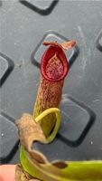 Nepenthes gladulifera x lowii Baden-Württemberg - Weinheim Vorschau