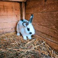 Kaninchen Häsin zu verkaufen Sachsen - Hainichen Vorschau