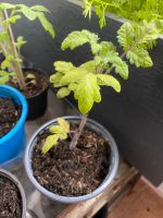 Buschtomaten Setzlinge Balkontomaten Hannover - Südstadt-Bult Vorschau