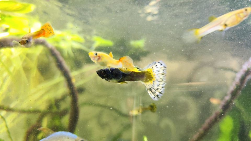 Junge Guppies Guppy Männchen + Weibchen Aquariumfische Aquarium in Arnsberg