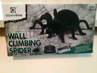 616) Wall climbing spider Schleswig-Holstein - Borgstedt Vorschau