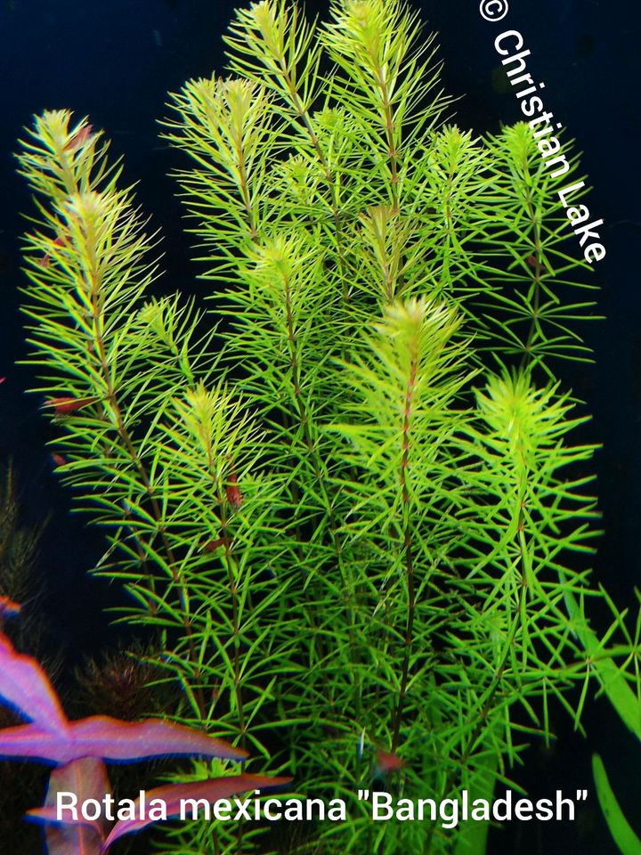 ⭐☘️ Rotala mexicana "Bangladesh"Aquariumpflanzen in Meppen