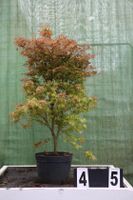 Acer palmatum ´Chishio´ Ahorn Ahornwochen no. 45 Hessen - Dietzhölztal Vorschau