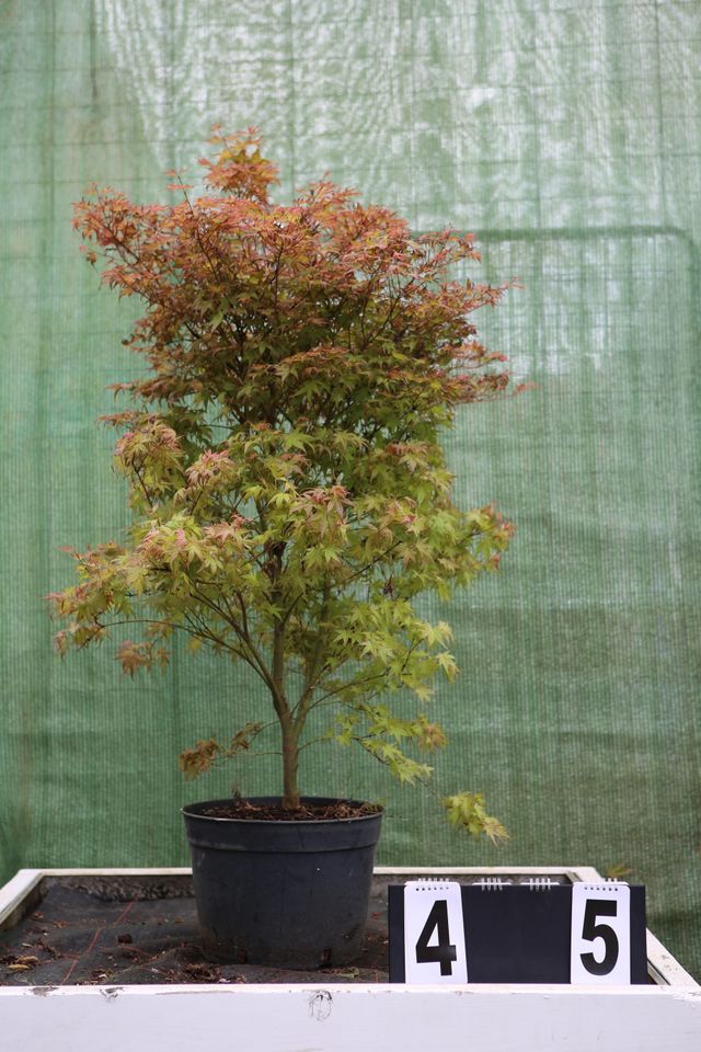 Acer palmatum ´Chishio´ Ahorn Ahornwochen no. 45 in Dietzhölztal