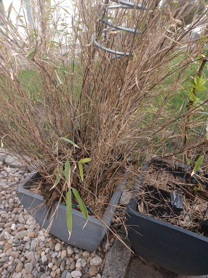 Bambus Pflanze  2x  vorhanden in Germersheim