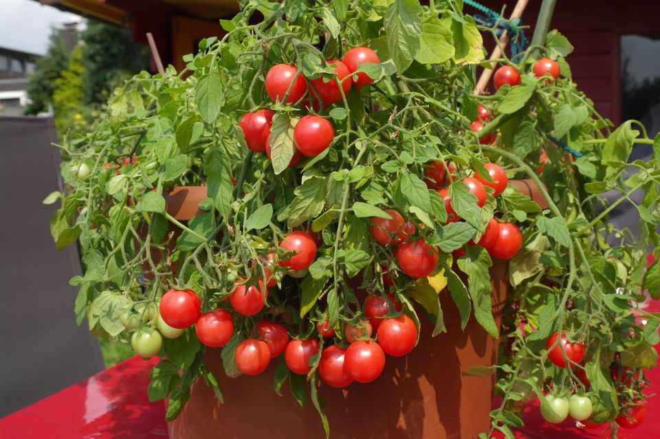 Tomatensamen - Gartenperle                10 Samen = 2,50 € in Würselen