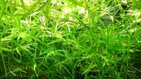 Guppy Grass, Schwimmpflanze fürs Aquarium oder Teich Bayern - Rosenheim Vorschau