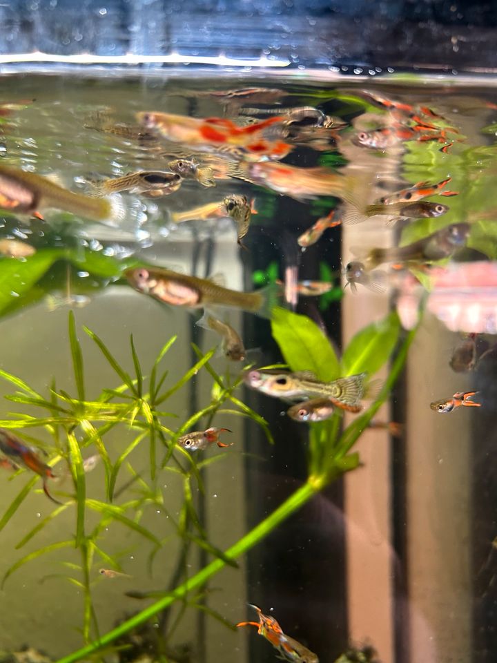 Endler Guppy Fische Aquarium abzugeben in Leipzig