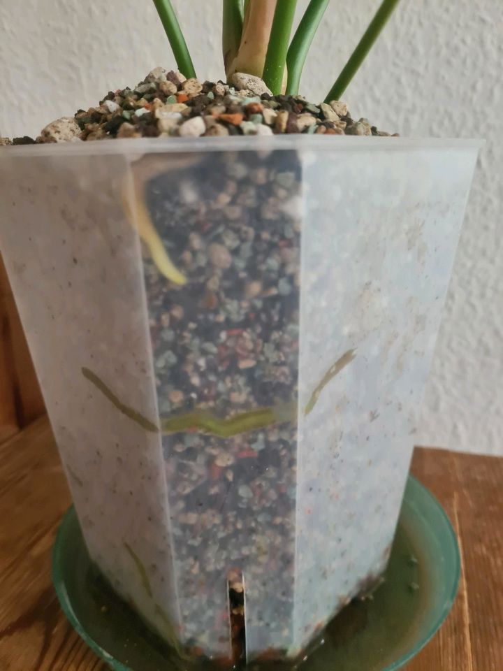 Anthurium clarinervium Hybrid macrolobium noID große Pflanze in Köln