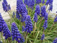 Traubenhyazinthen-Perlblumen-Muscari-Zwiebeln - blau - 20 Stück Baden-Württemberg - Bietigheim-Bissingen Vorschau