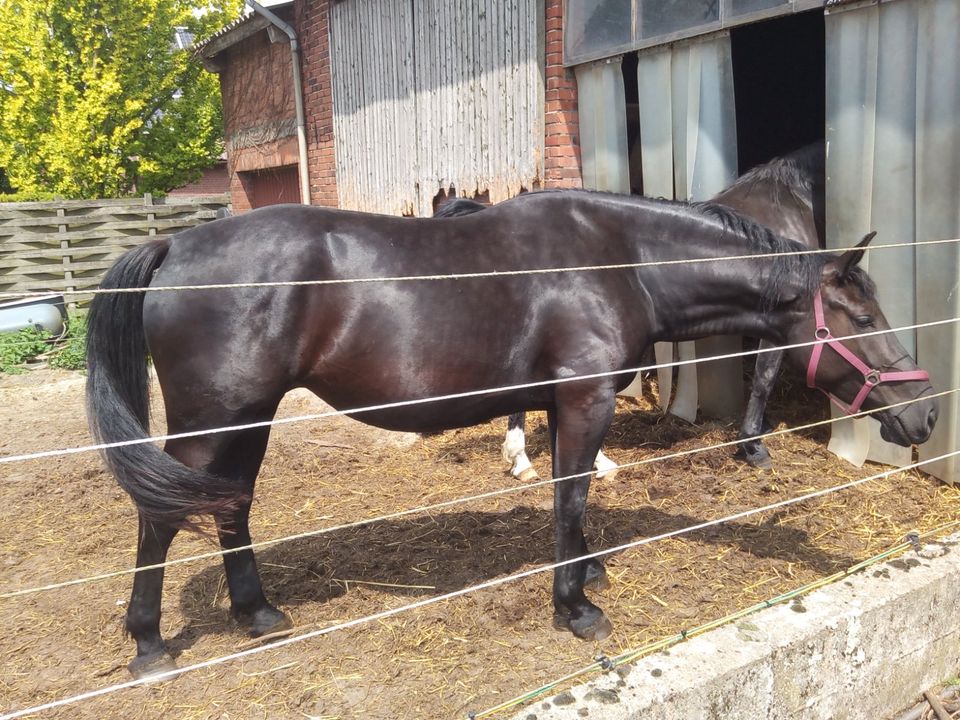 Altoldenburger-Jährlingshengst von Dankwart / Schweres Warmblut in Stöckse