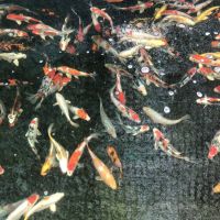 Koi Mix - verschiedene Varietäten, 18-21 cm Nordrhein-Westfalen - Wachtendonk Vorschau