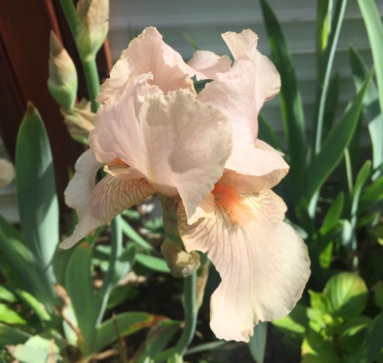 schwertlilie Iris Edeliris Bartiris tolle Farben in Neustadt an der Weinstraße