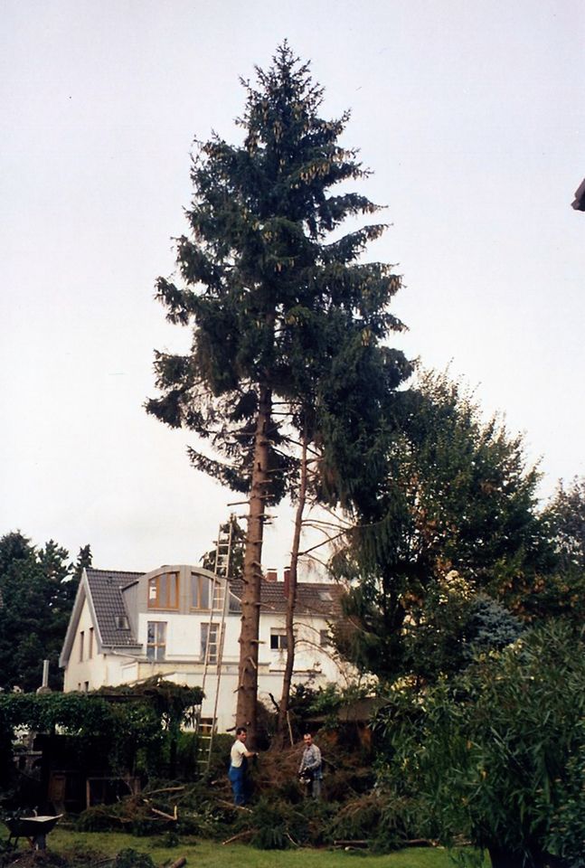 Baumfällarbeiten nach Sichtung/Vereinbarung in Bornheim