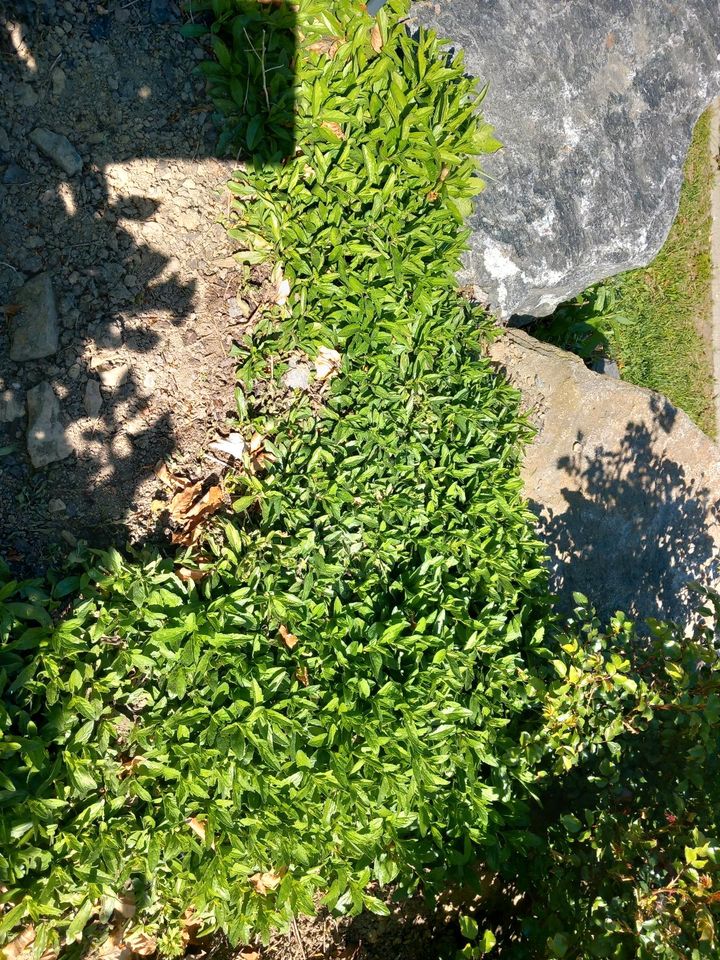 Herbstaster blau blühend Staude/mehrjährig in Großrückerswalde