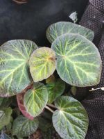 Begonia Manaus Terrarium Ableger Jungpflanze Hessen - Schwalmstadt Vorschau