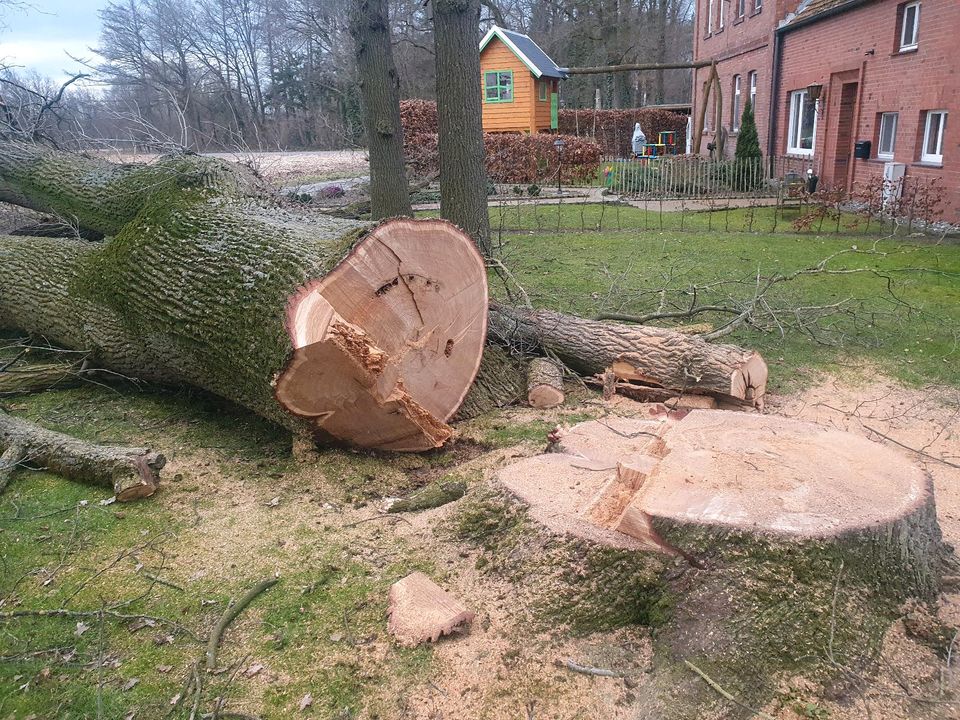 Eiche XXL Zwiesel 120cm Stammholz Eichenstamm in Sassenberg