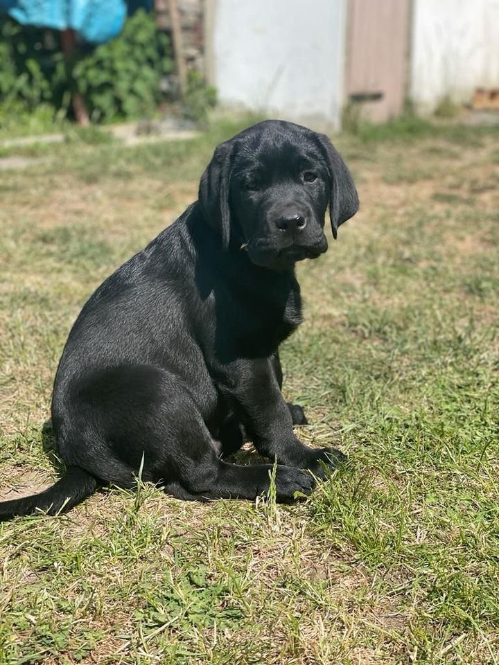 ERFÜLLEN SIE SICH IHRE GRÖSSTEN LEBENSTRÄUME: EINE EIGENE FAMILIE, EIN HAUS MIT GARTEN UND EINEN HUND! in Hohenstein-Ernstthal