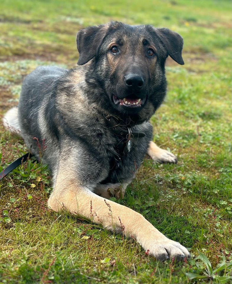 Fenrir, Rüde kastriert, ca 1,5 Jahre, ca 75 cm in Wegberg