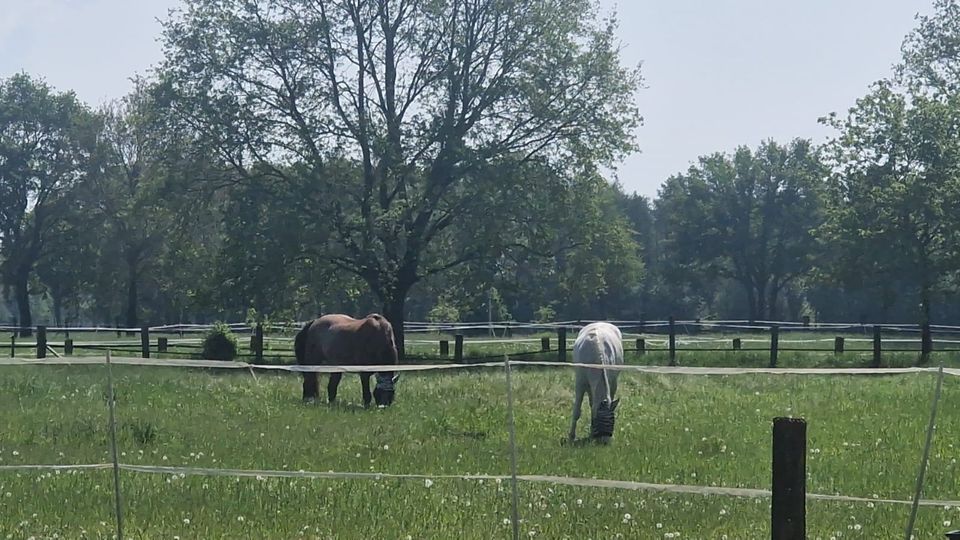 Paddokbox frei in Bottrop