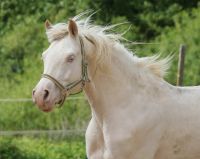 Cremellostute, arab. Partbred, geb 2009, als Beisteller Baden-Württemberg - Kraichtal Vorschau