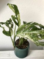 Monstera adansonii variegata marble • RARITÄT • Teil I Thüringen - Erfurt Vorschau