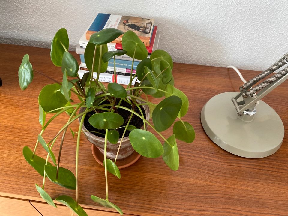 Chinesischer Geldbaum, Zimmerpflanze, Pilea peperomioides in Centrum